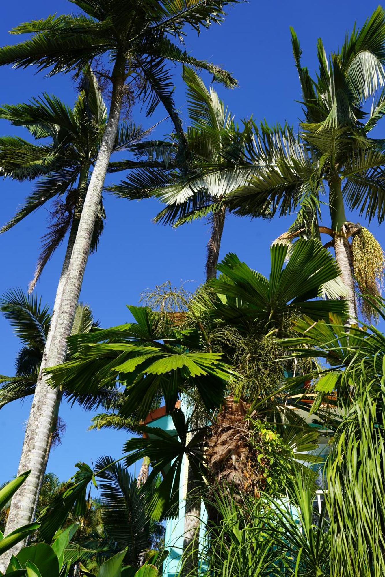 Casa Papaya Adults Only Apartment Port Douglas Buitenkant foto